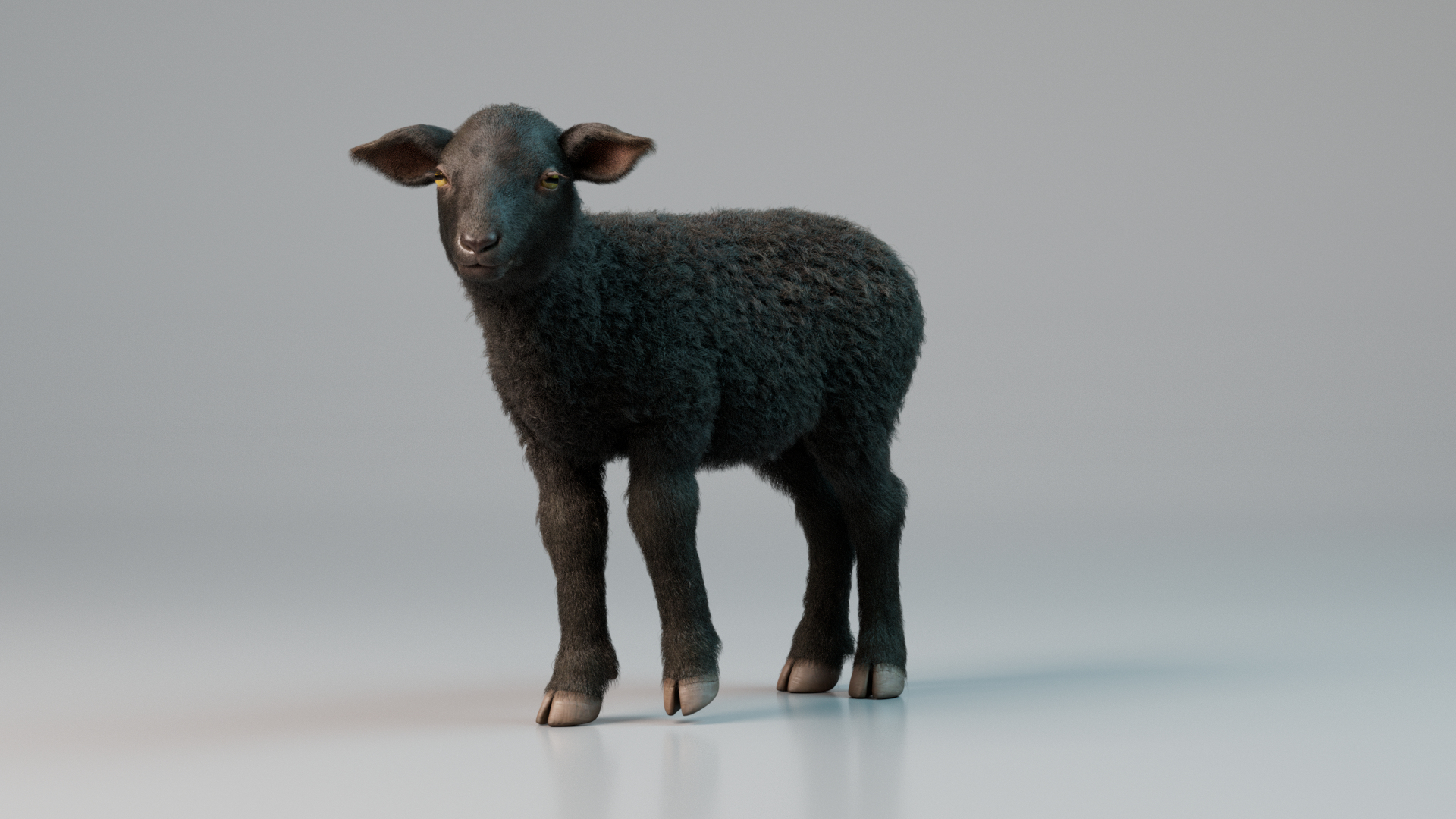 3D Model Lamb Rigged Animated With Fur Black - TurboSquid 2170915