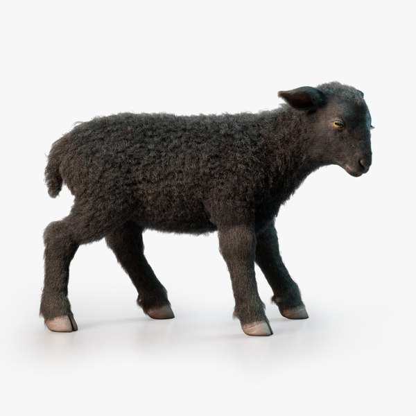 3D model Lamb Rigged Animated with Fur Black