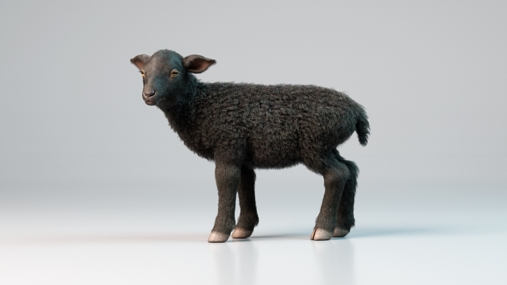 3D Model Lamb Rigged Animated With Fur Black - TurboSquid 2170915