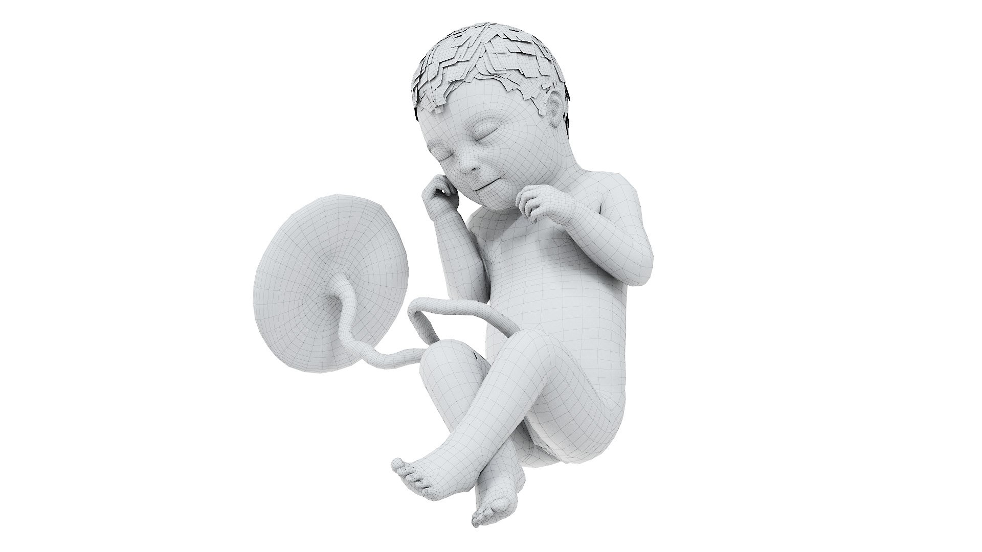 Fetus Anatomy Week 33 Animated 3D model https://p.turbosquid.com/ts-thumb/q5/sFfSkx/05/fetus_week33f_wire0000/jpg/1633608231/1920x1080/fit_q87/def5694993f2b5fa2b03ae3ac1467a4742a961bc/fetus_week33f_wire0000.jpg