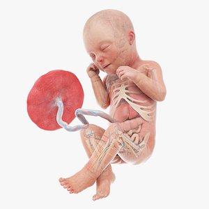 Fetus Anatomy Week 33 Animated 3D model