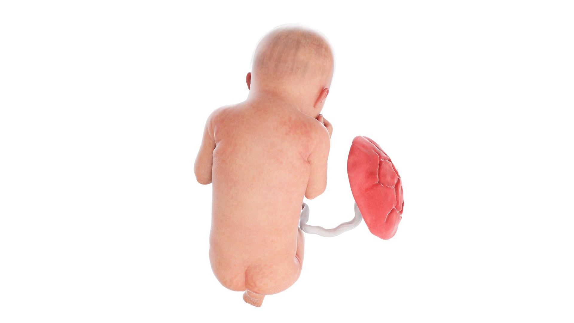 Fetus Anatomy Week 33 Animated 3D model https://p.turbosquid.com/ts-thumb/q5/sFfSkx/l8/fetus_week33f0002/jpg/1633417766/1920x1080/fit_q87/4815e731b16824f3b303d707c9bab26c345b1bf1/fetus_week33f0002.jpg