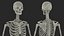 Female Anatomy Skeleton