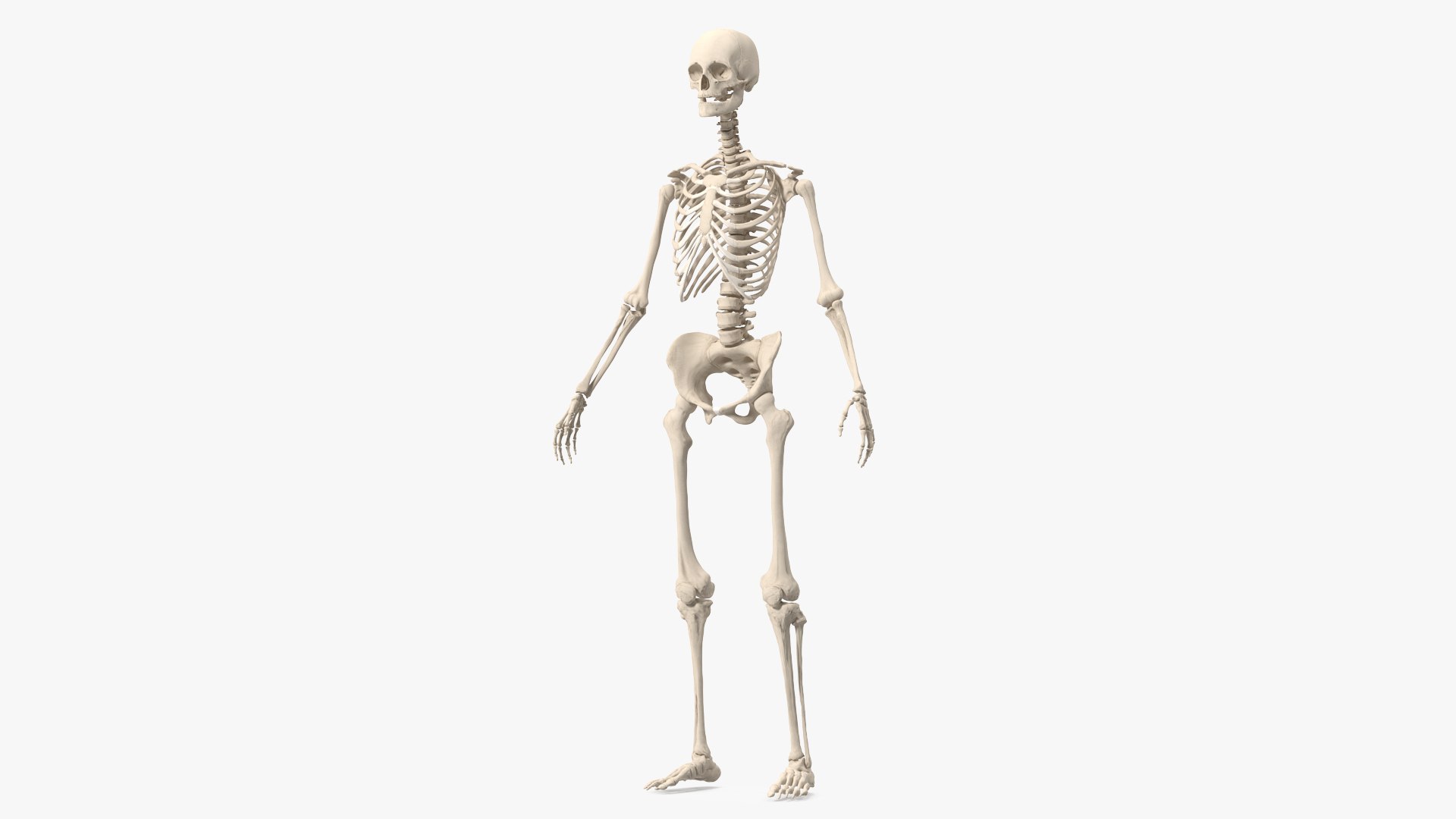 Female Anatomy Skeleton 3D model preview