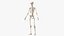 Female Anatomy Skeleton