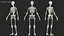 Female Anatomy Skeleton