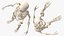 Female Anatomy Skeleton