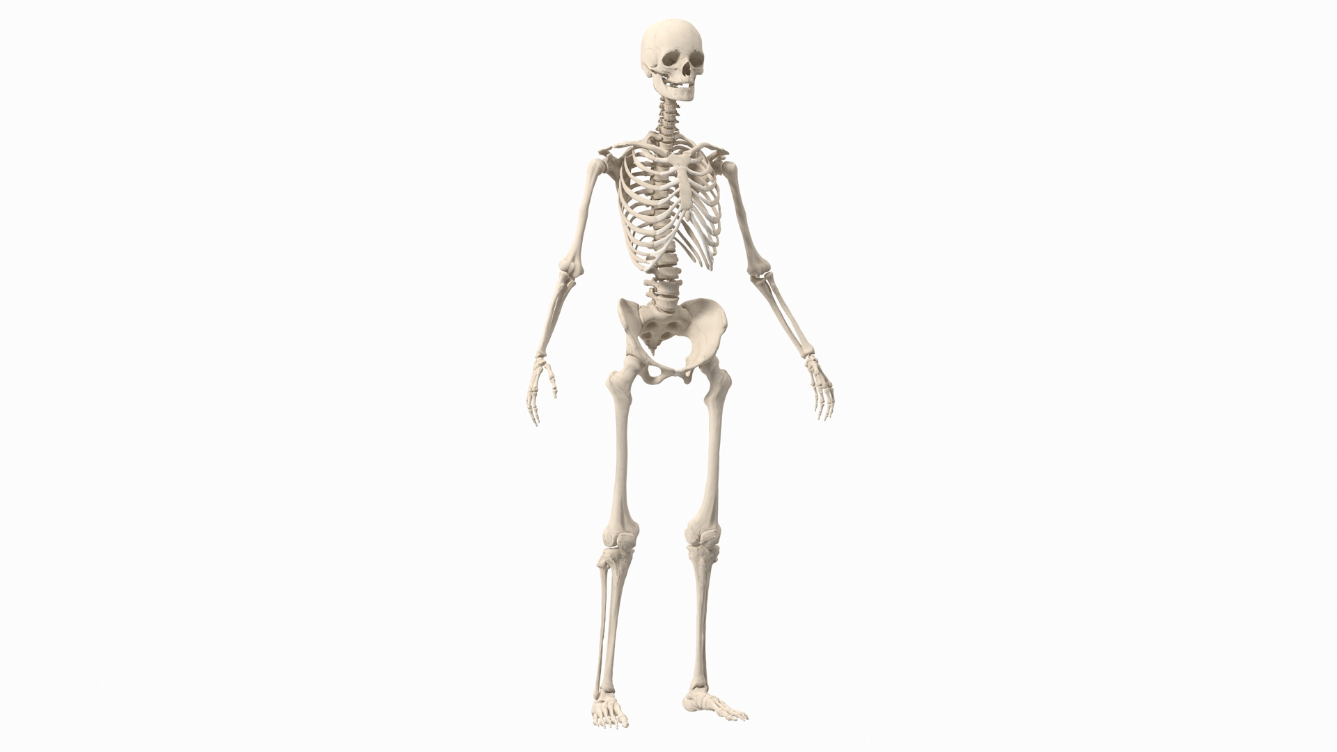 3D Female Anatomy Skeleton model https://p.turbosquid.com/ts-thumb/q5/xXwZGj/Iq/female_anatomy_skeleton_360/jpg/1644501902/1920x1080/turn_fit_q99/c9be39535e27ac2f469f94acaa7e9e52d56c81a1/female_anatomy_skeleton_360-1.jpg