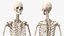 Female Anatomy Skeleton