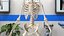 Female Anatomy Skeleton