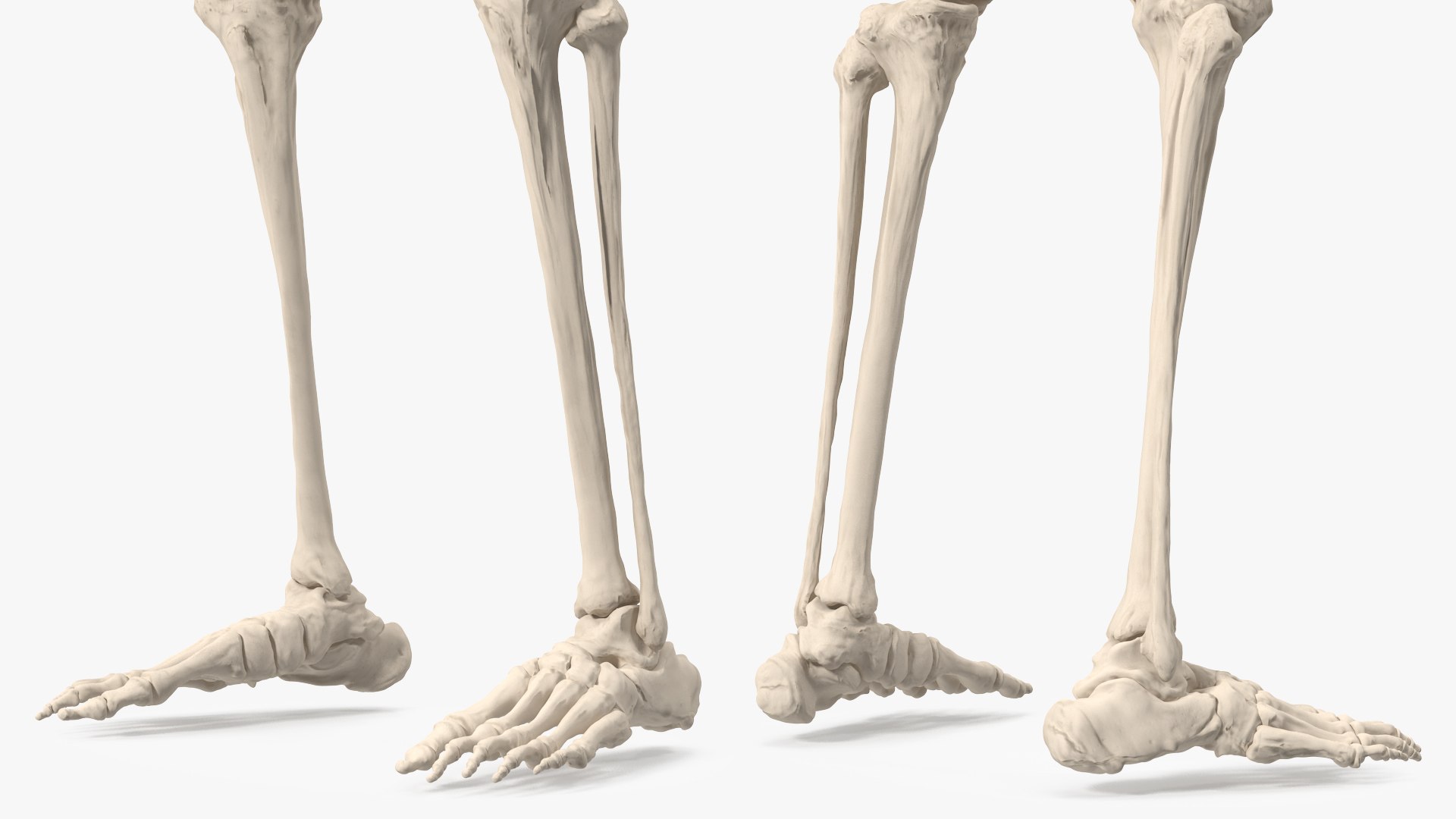 3D Female Anatomy Skeleton model https://p.turbosquid.com/ts-thumb/q5/xXwZGj/O0/femaleanatomyskeleton3dsmodel012/jpg/1644501670/1920x1080/fit_q87/ee6bac9f0f24fad75350529827ba1ea9dcd6661d/femaleanatomyskeleton3dsmodel012.jpg