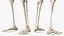 Female Anatomy Skeleton
