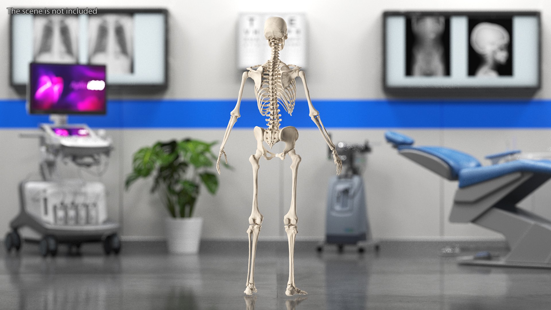 3D Female Anatomy Skeleton model https://p.turbosquid.com/ts-thumb/q5/xXwZGj/TD/femaleanatomyskeleton3dsmodel003/jpg/1644501645/1920x1080/fit_q87/971eb989f590e88c47614680d6e445980e4566f3/femaleanatomyskeleton3dsmodel003.jpg