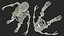 Female Anatomy Skeleton