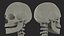 Female Anatomy Skeleton