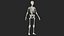 Female Anatomy Skeleton