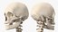 Female Anatomy Skeleton