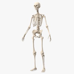 3D Female Anatomy Skeleton model