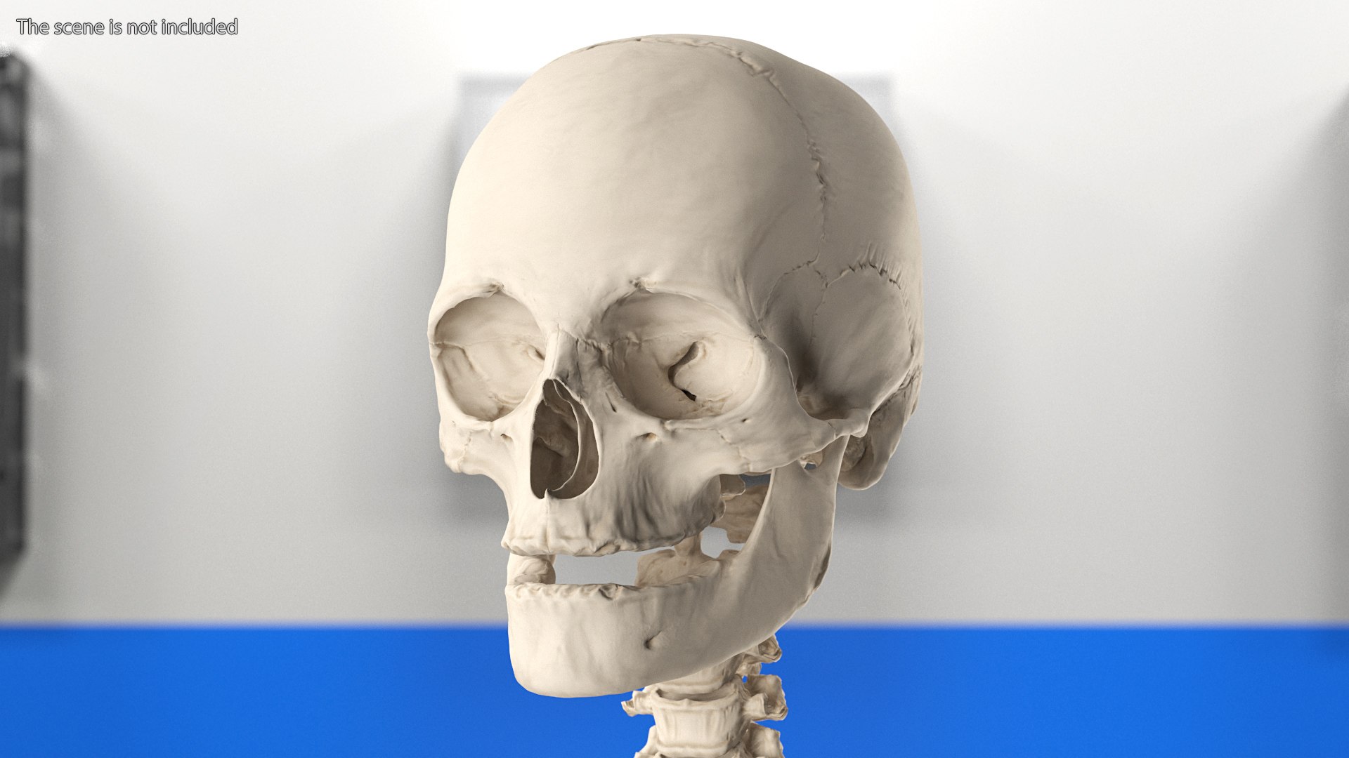 3D Female Anatomy Skeleton model https://p.turbosquid.com/ts-thumb/q5/xXwZGj/o0/femaleanatomyskeleton3dsmodel006/jpg/1644501653/1920x1080/fit_q87/db69bda0460fed1c0af14d60974d1cf7f0d10eff/femaleanatomyskeleton3dsmodel006.jpg