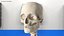 Female Anatomy Skeleton