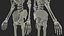 Female Anatomy Skeleton