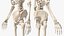 Female Anatomy Skeleton
