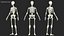 Female Anatomy Skeleton