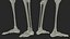 Female Anatomy Skeleton