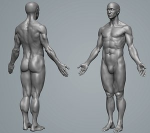 anatomy male 3D