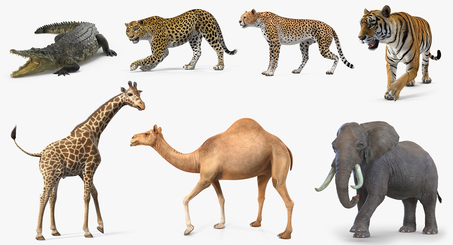 3D african animals 4 rigged model - TurboSquid 1418879