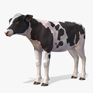Calf