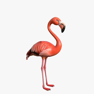 Flamingo