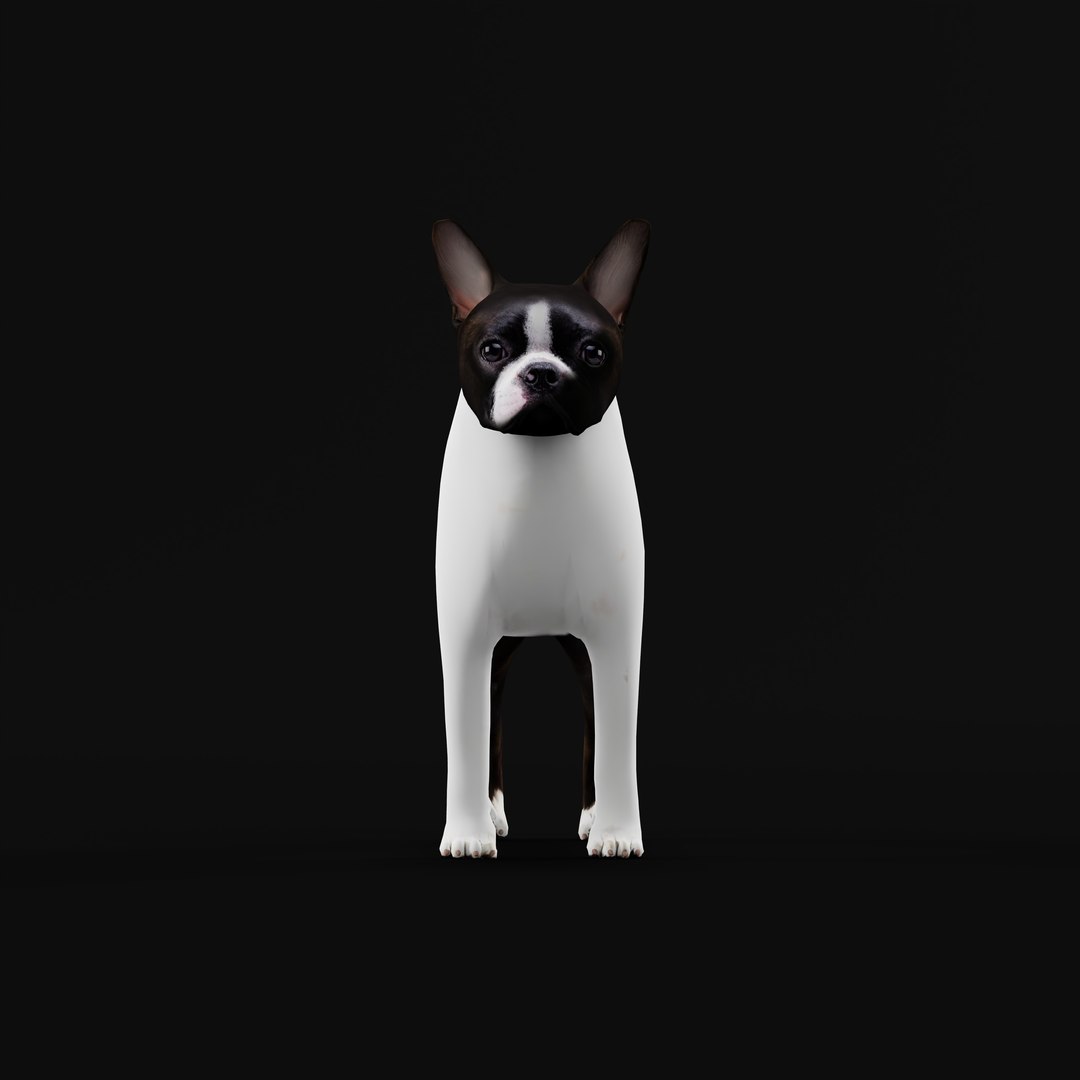 Boston Terrier Dog Model - TurboSquid 2332039