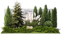 Garden with thuja cypress tree and pampas grass reed grass 1383