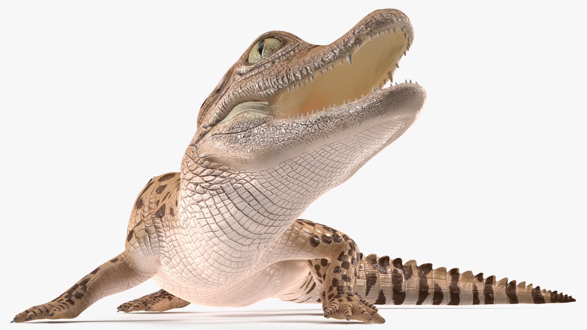 3D Baby Crocodile Light Color Rigged for Modo https://p.turbosquid.com/ts-thumb/q6/QeLKX2/0O/babycrocodilelightcolorriggedvray3dmodel021/jpg/1655313818/1920x1080/fit_q87/990b1f5122e8b434f5b2937cce823ecd3d75ad48/babycrocodilelightcolorriggedvray3dmodel021.jpg