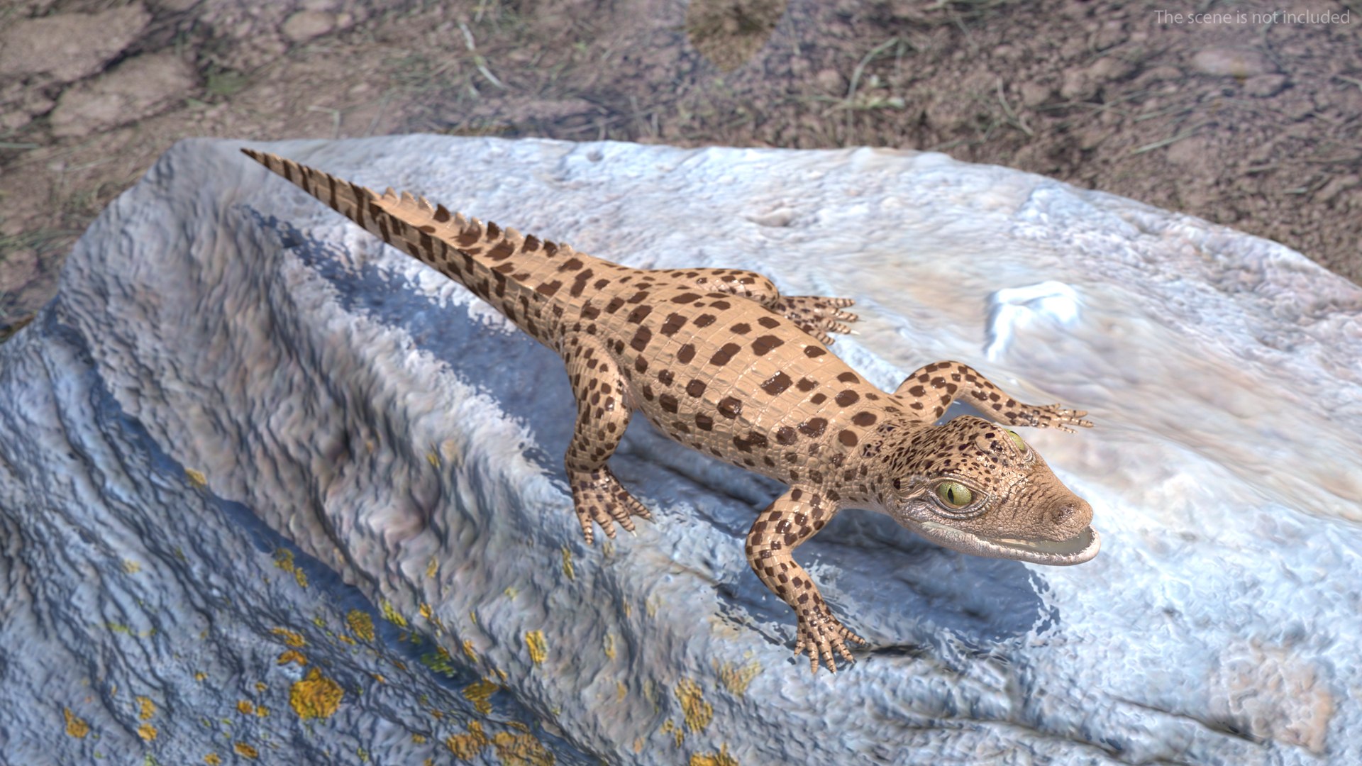 3D Baby Crocodile Light Color Rigged for Modo https://p.turbosquid.com/ts-thumb/q6/QeLKX2/Qs/babycrocodilelightcolorriggedvray3dmodel005/jpg/1655313752/1920x1080/fit_q87/595b67e1f92e974c8ed8983e1f53fa674406883e/babycrocodilelightcolorriggedvray3dmodel005.jpg