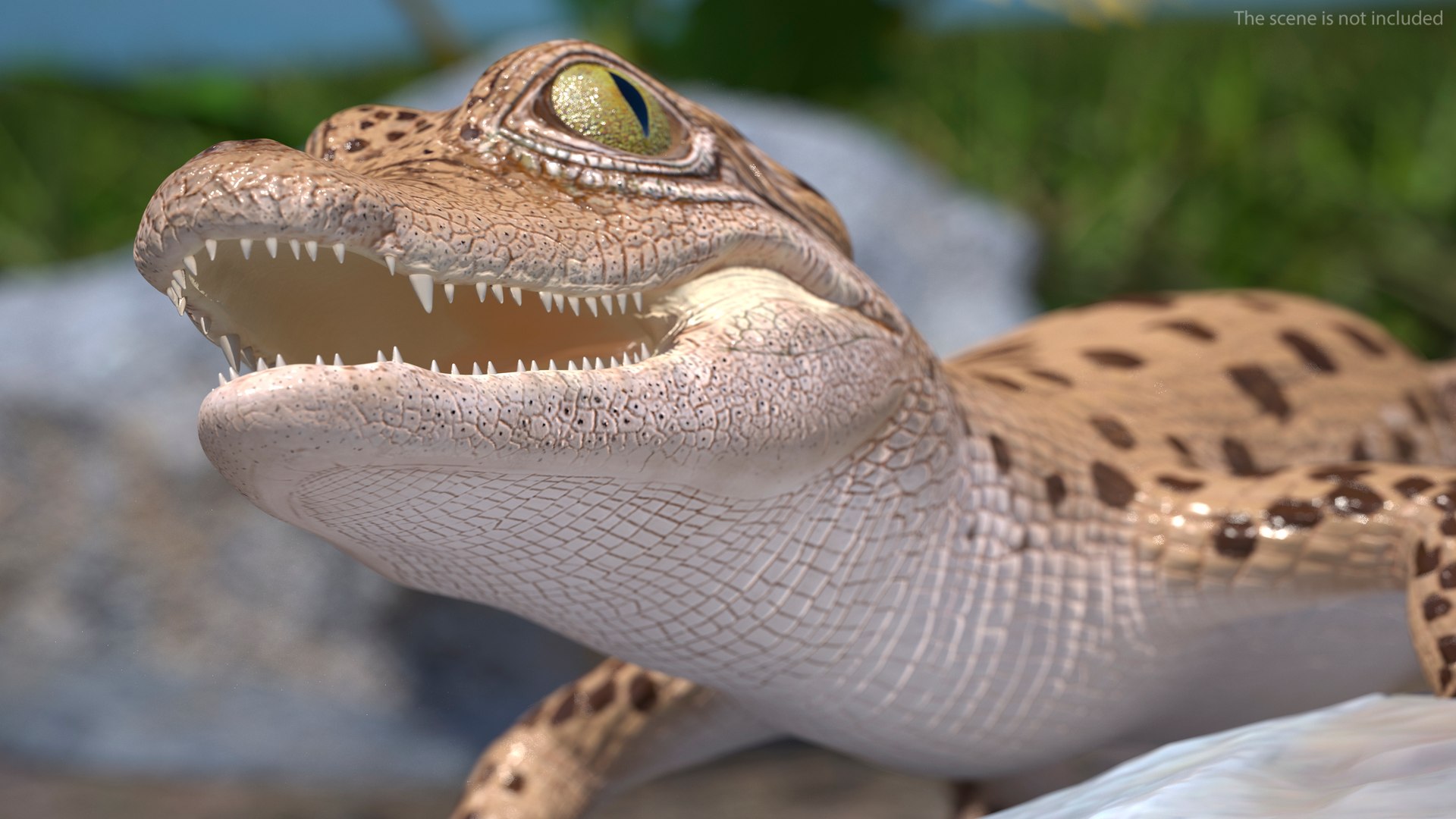 3D Baby Crocodile Light Color Rigged for Modo https://p.turbosquid.com/ts-thumb/q6/QeLKX2/Sq/babycrocodilelightcolorriggedvray3dmodel013/jpg/1655313790/1920x1080/fit_q87/4b1bd8c089c7522e0eedf9a646451f59331fdd45/babycrocodilelightcolorriggedvray3dmodel013.jpg