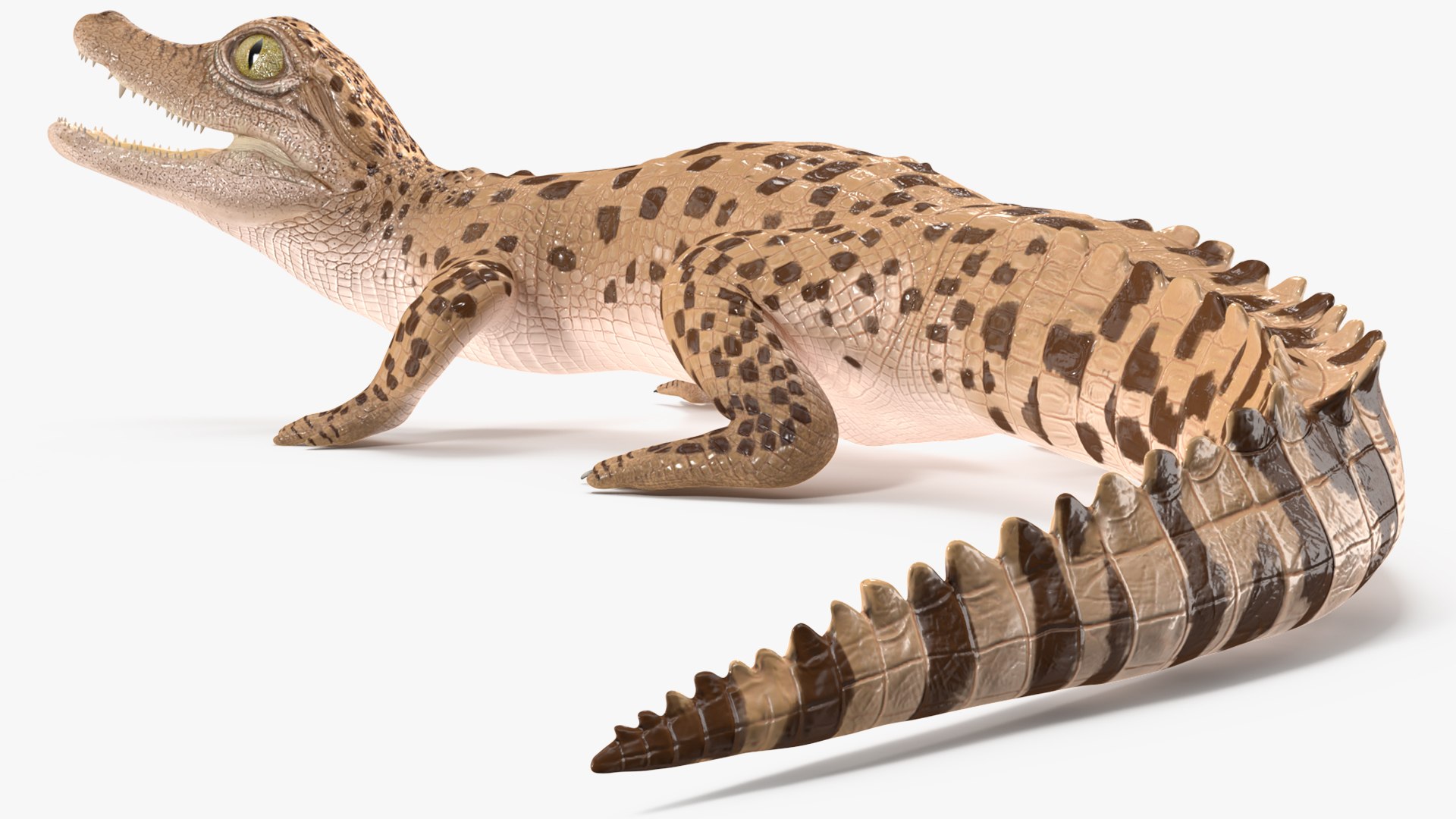 3D Baby Crocodile Light Color Rigged for Modo https://p.turbosquid.com/ts-thumb/q6/QeLKX2/pe/babycrocodilelightcolorriggedvray3dmodel018/jpg/1655313807/1920x1080/fit_q87/0636ad8c9b5bbbf707a171e479c047ad821d9778/babycrocodilelightcolorriggedvray3dmodel018.jpg