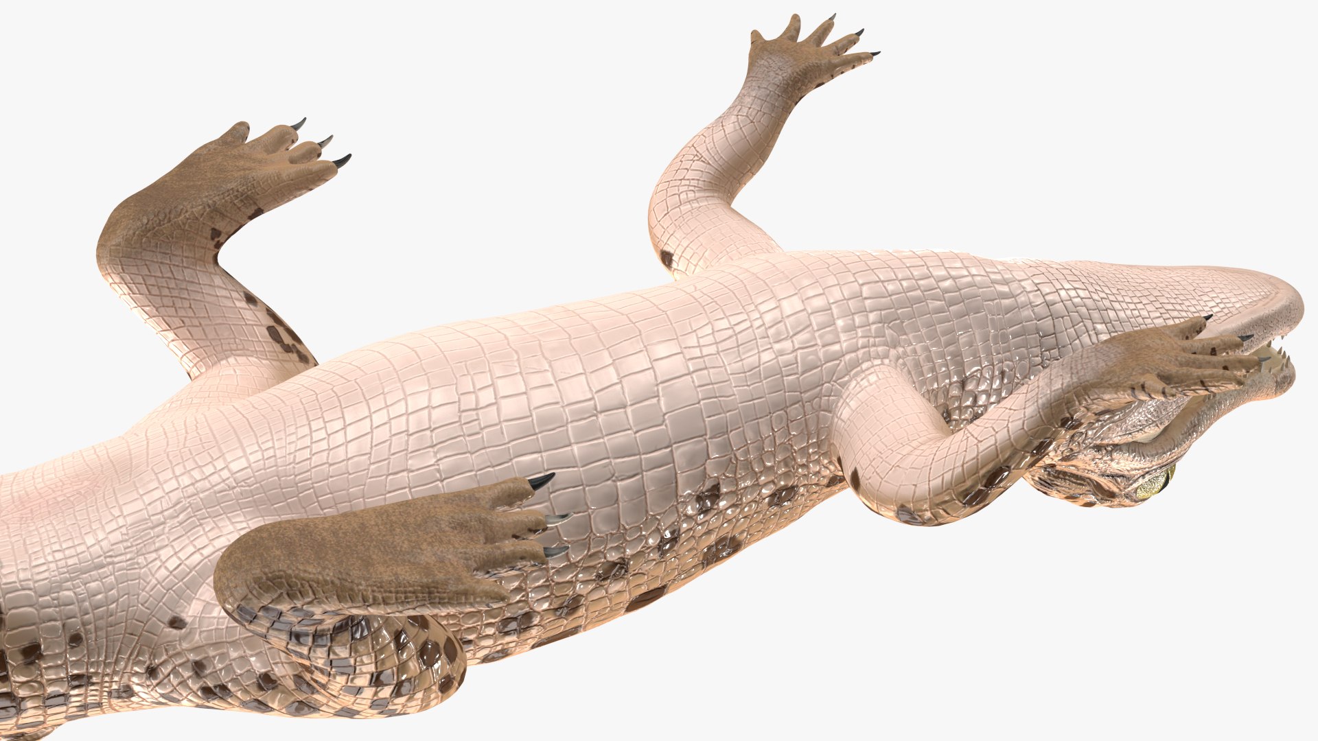 3D Baby Crocodile Light Color Rigged for Modo https://p.turbosquid.com/ts-thumb/q6/QeLKX2/uC/babycrocodilelightcolorriggedvray3dmodel026/jpg/1655313834/1920x1080/fit_q87/85b1ebad320643a0a631b936d4a082b75a91c8c7/babycrocodilelightcolorriggedvray3dmodel026.jpg