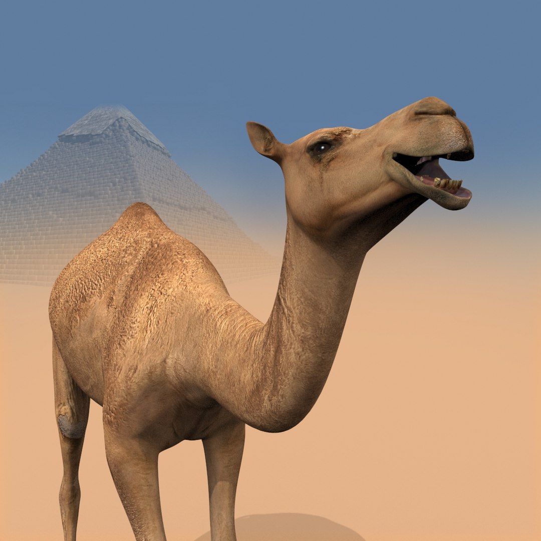 Pro Camel 8K - 3d animated model 3D model https://p.turbosquid.com/ts-thumb/q6/UNTBym/35/17/jpg/1622680671/1920x1080/fit_q87/36fa3e4ac55a9fa2e28c94c4b54ab53fa71d86fb/17.jpg