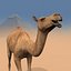 Pro Camel 8K - 3d animated model 3D model