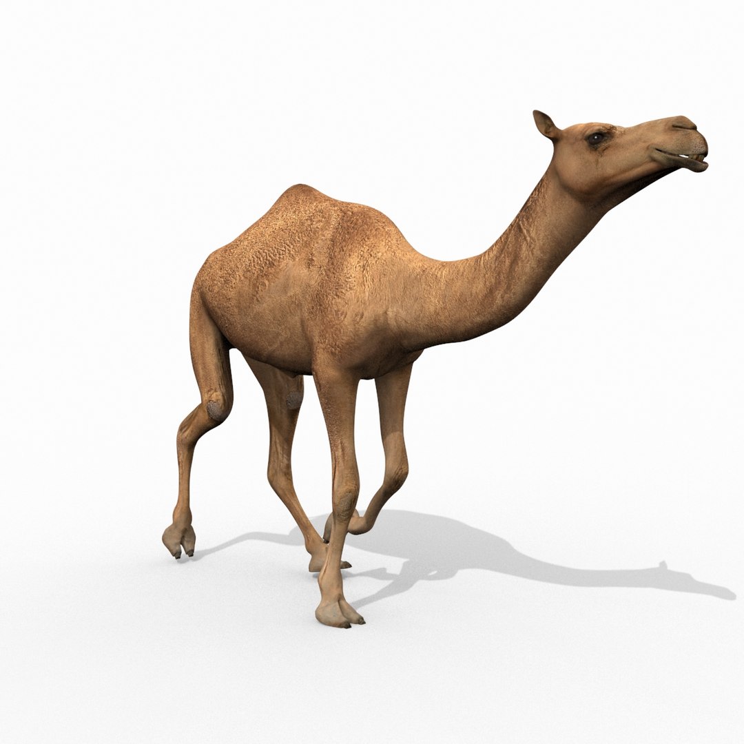 Pro Camel 8K - 3d animated model 3D model https://p.turbosquid.com/ts-thumb/q6/UNTBym/58/6/jpg/1622680668/1920x1080/fit_q87/d38b661662eec98bfcf2d672351d5b8b461c23cc/6.jpg
