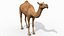 Pro Camel 8K - 3d animated model 3D model