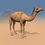 Pro Camel 8K - 3d animated model 3D model