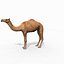 Pro Camel 8K - 3d animated model 3D model