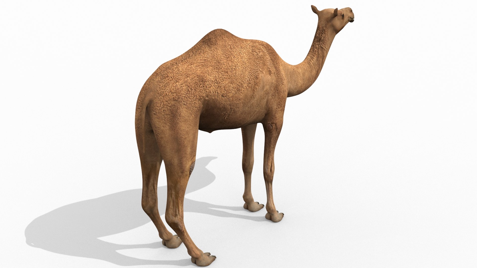 Pro Camel 8K - 3d animated model 3D model https://p.turbosquid.com/ts-thumb/q6/UNTBym/HD/4/jpg/1622680672/1920x1080/fit_q87/dffc40618909d487911af6179a54e5a2774c3792/4.jpg