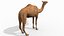 Pro Camel 8K - 3d animated model 3D model