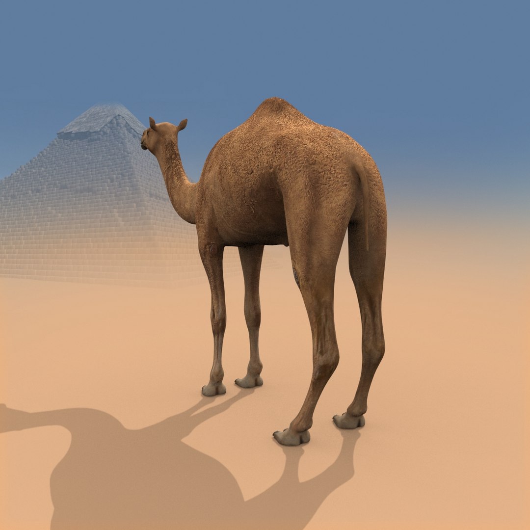 Pro Camel 8K - 3d animated model 3D model https://p.turbosquid.com/ts-thumb/q6/UNTBym/JD/14/jpg/1622680669/1920x1080/fit_q87/0069ce7b8fdcf658916863a15227d9320c74de22/14.jpg