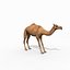 Pro Camel 8K - 3d animated model 3D model