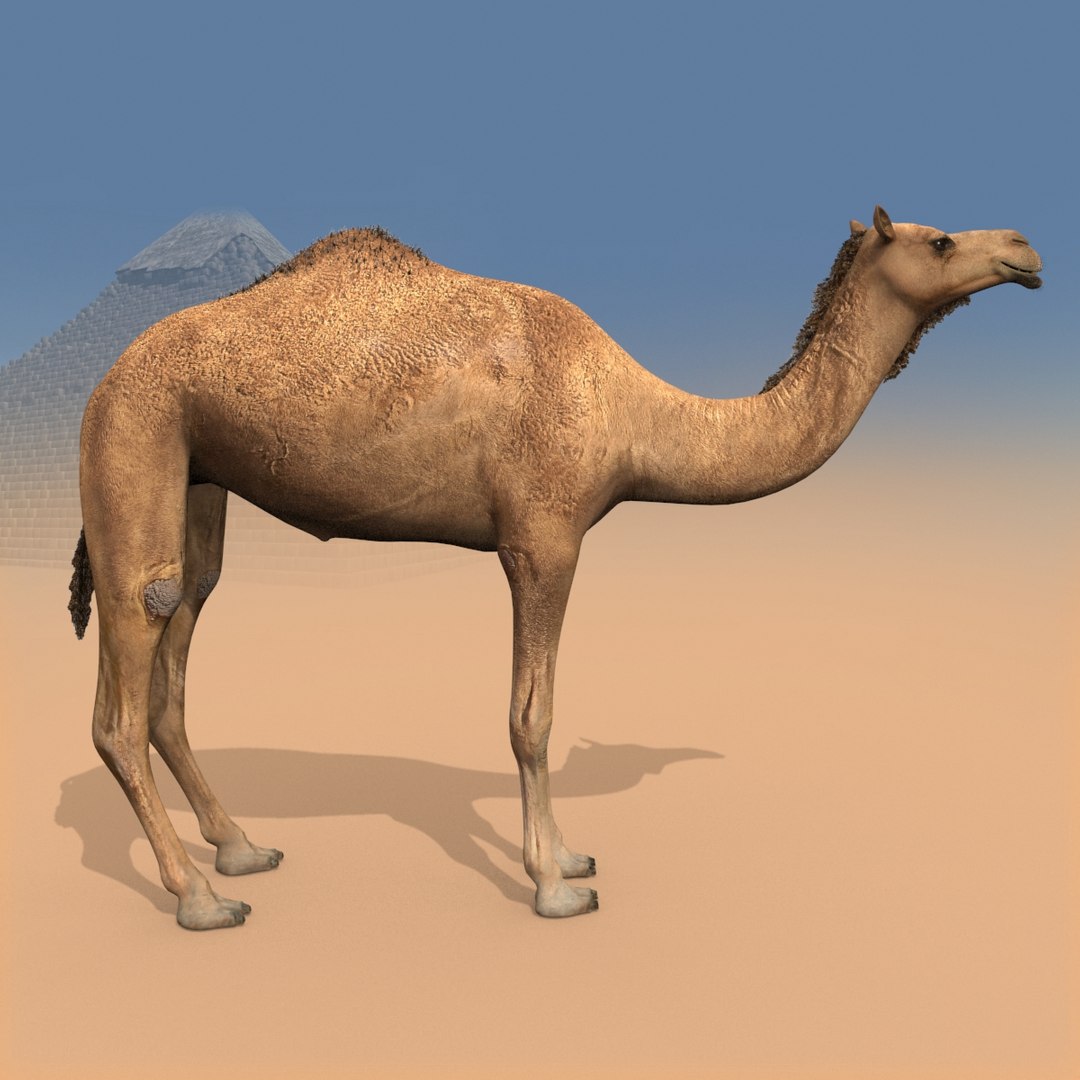 Pro Camel 8K - 3d animated model 3D model https://p.turbosquid.com/ts-thumb/q6/UNTBym/Oq/11/jpg/1622680670/1920x1080/fit_q87/0cde1ac374545affe27174d67ebfedc2dc2e3b2d/11.jpg